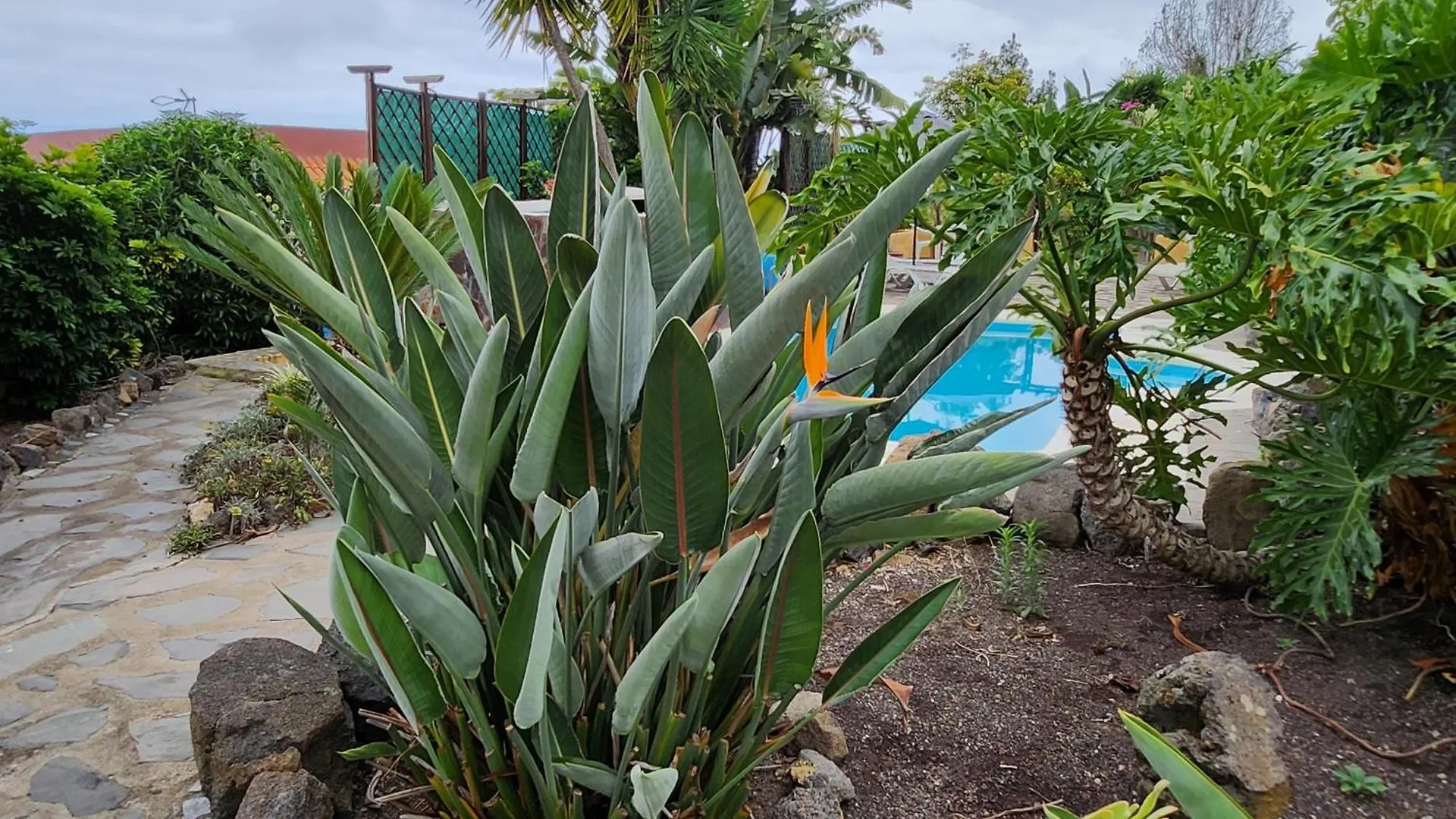 Jaktstuga Oasis Hill Botanical Garden Villa Icod De Los Vinos