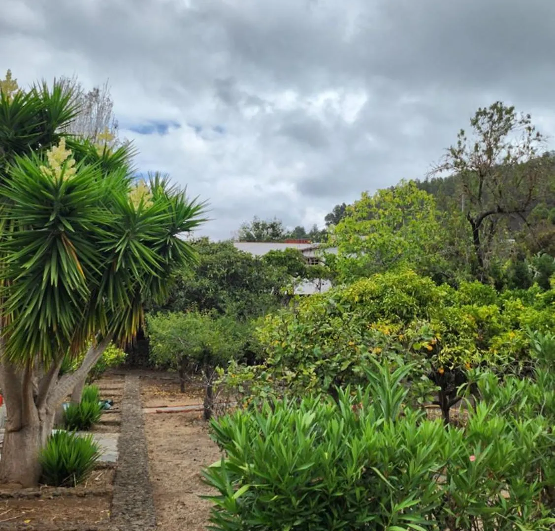 Jaktstuga Oasis Hill Botanical Garden Villa Icod De Los Vinos